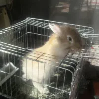 خرگوش|موش و خرگوش|لنجان, |دیوار