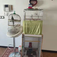 یک جفت بادوتا بچه دوماهه بادوتاقفس ولوازم