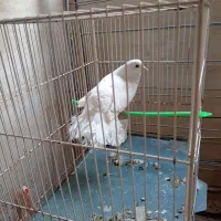 کبوتر سفید دم چتری|پرنده|مشهد, انقلاب|دیوار