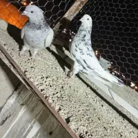 سلام دوستان عشق باز ده تا کبوتر بی عیب و نقص|پرنده|شهرضا, |دیوار