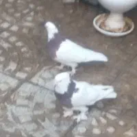 کبوتر‌طوقی مفلق|پرنده|اصفهان, مسجد مصلی|دیوار