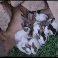 خرگوش|موش و خرگوش|جوین, |دیوار