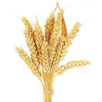 کندم بزری (چونا) یکدست