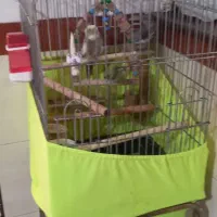 ۴۰۰۰،۰۰۰ قیمتش|پرنده|شهریار, شهرک امیریه|دیوار