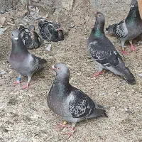 کبوتر پلاکی