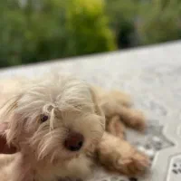 سگ ماده تریر