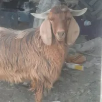 ۱۶۰۰۰۰۰۰۰|حیوانات|سراوان, |دیوار