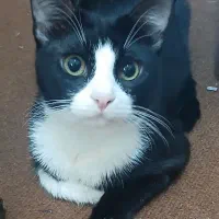 گربه واگذاری