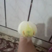 عروس هلندی|پرنده|وحدتیه, |دیوار