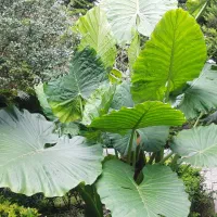 فروش گیاه بابا ادم