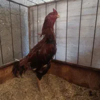 خروس لاری