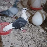 کفتر|پرنده|زابل, |دیوار