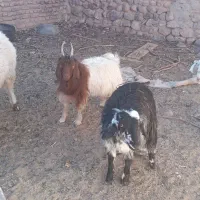 بزغاله وبره فروشی|حیوانات مزرعه|بیرجند, |دیوار