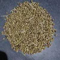 فروش بذر گشنیز
