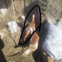 بوقلمون فروشی