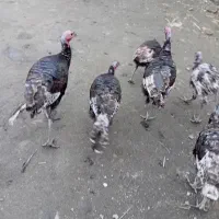 بوقلمون برنز سینه پهن انگلیس فروشی|پرنده|قائم‌شهر, |دیوار