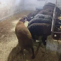 فروش بره نر چاق چاق