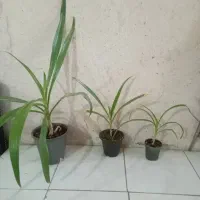 گلبرگ های موزی