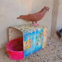 سرخ نر