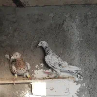 هفرنگ ماده خطی