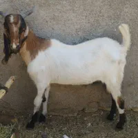 کهره نر