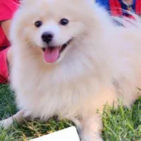 سگ پامرین|سگ|مشهد, هنرور|دیوار