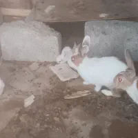 بچه خرگوش با مادر یا تکی|موش و خرگوش|کنارک, |دیوار