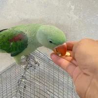 شاه طوطی دستی و آرام و جوان زیبا