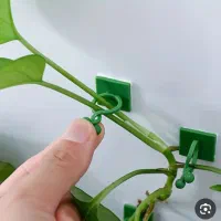 گیره نگهدارنده پتوس|گل و گیاه طبیعی|قم, ولیعصر|دیوار