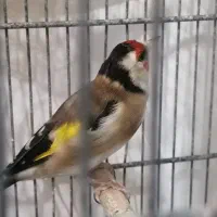 سهره نر|پرنده|فردیس, فردیس|دیوار