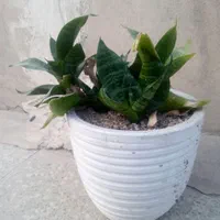 گل های نخل خرما.بید.گندمی.الوورا.کاکتوس|گل و گیاه طبیعی|تهران, نظام‌آباد|دیوار