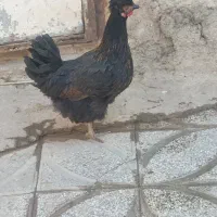 مرغ کاکولی سیاه|حیوانات مزرعه|رباط‌کریم, رباط‌کریم|دیوار