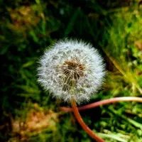 سیم کارت همراه اول