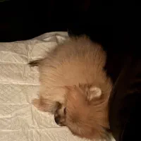 پامر خرسی|سگ|قم, شهرک قدس|دیوار