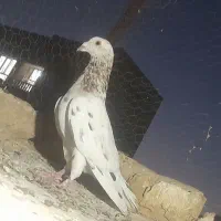 کفتر عطیقه
