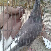 کبوتر دمسفید|پرنده|میبد, |دیوار