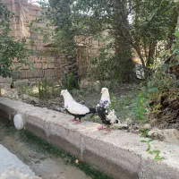 دمبی و سینه ای