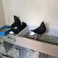 سلام زاغ دم سفید مهر