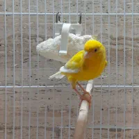 فروش قناری نر قرص بخون