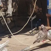 کفتر گمشده