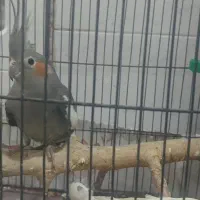 دوعدد پرنده عروس هلندی که یکی ماده ای