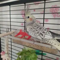 عروس هلندی مرواریدی|پرنده|فولادشهر, C4|دیوار