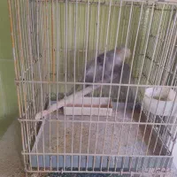 عروس هلندی بالغ کار داده|پرنده|محلات, |دیوار