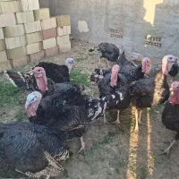 بوقلمون برنزه انگلیسی