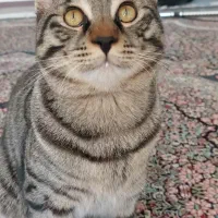 واگذاری  گربه