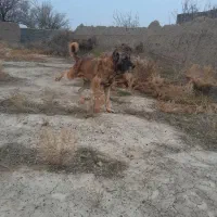 سرابی|سگ|تبریز, |دیوار