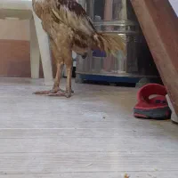 خورس شامو کو کو گلد قابل استعلام