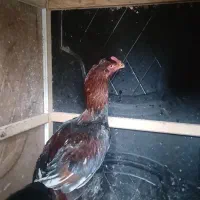 جوجه خروس لاری ۴.۵ ماهه