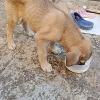 سگ سرابی واگذار میشود
