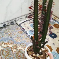 گیاه(کلی گل)|گل و گیاه طبیعی|اسلامآباد غرب, |دیوار